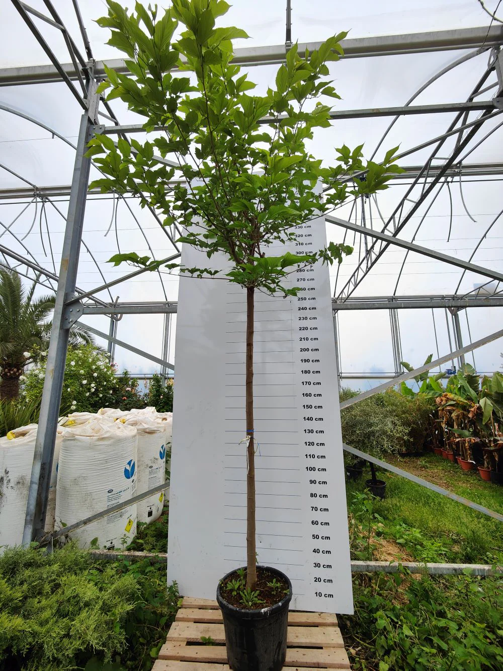 Mûrier Platane Stérile Tige (Morus Platanifolia Fruitless) - Image 4