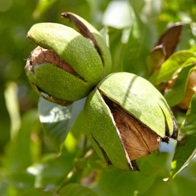 Noyer en demi-tige (Juglans)