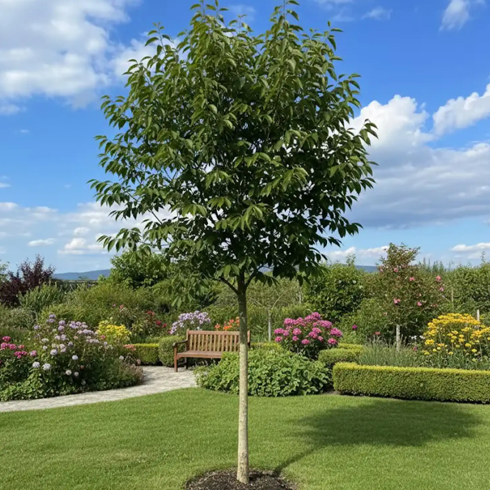 Noyer en demi-tige (Juglans) - Image 2
