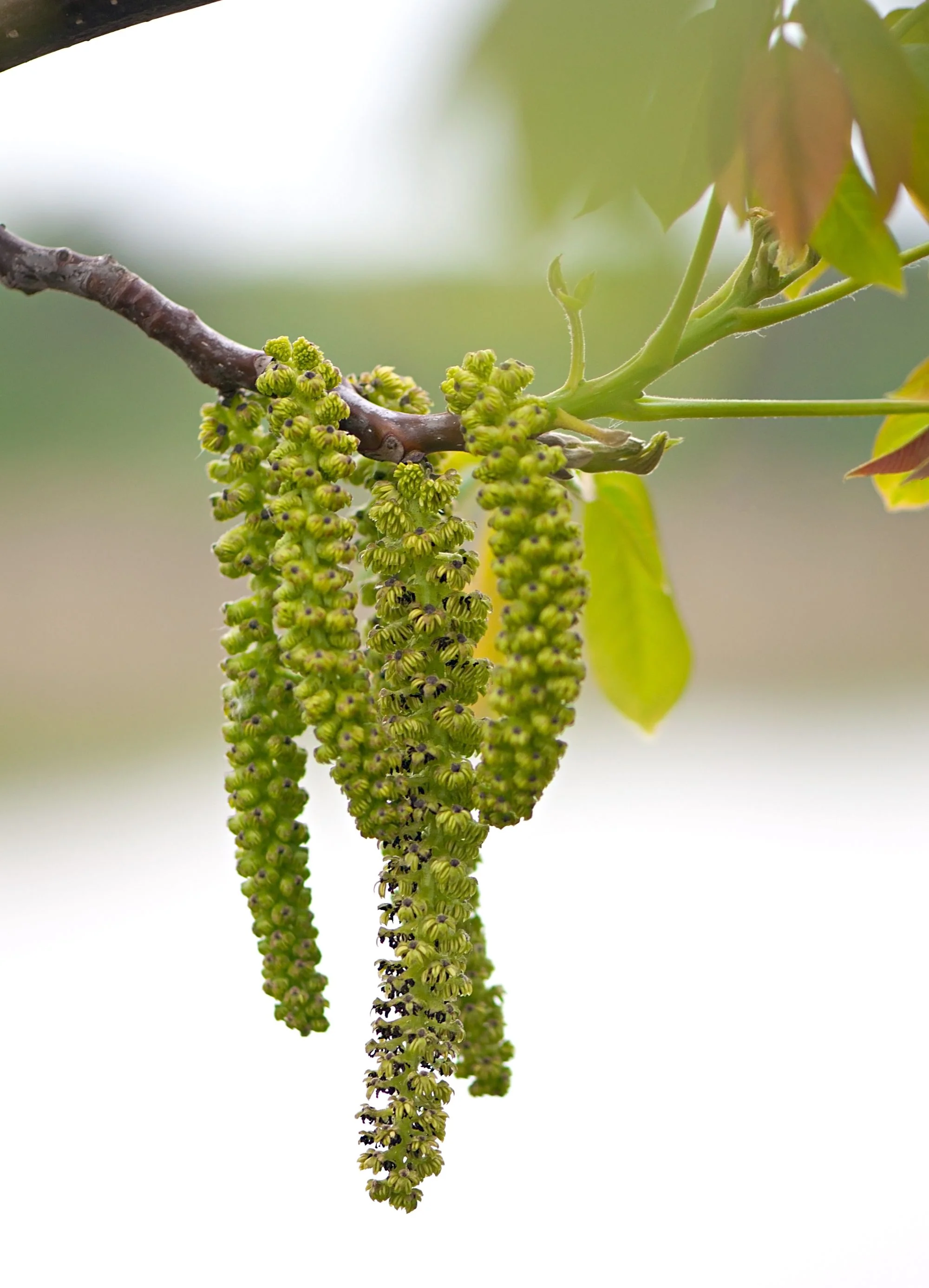 Noyer en demi-tige (Juglans) - Image 3