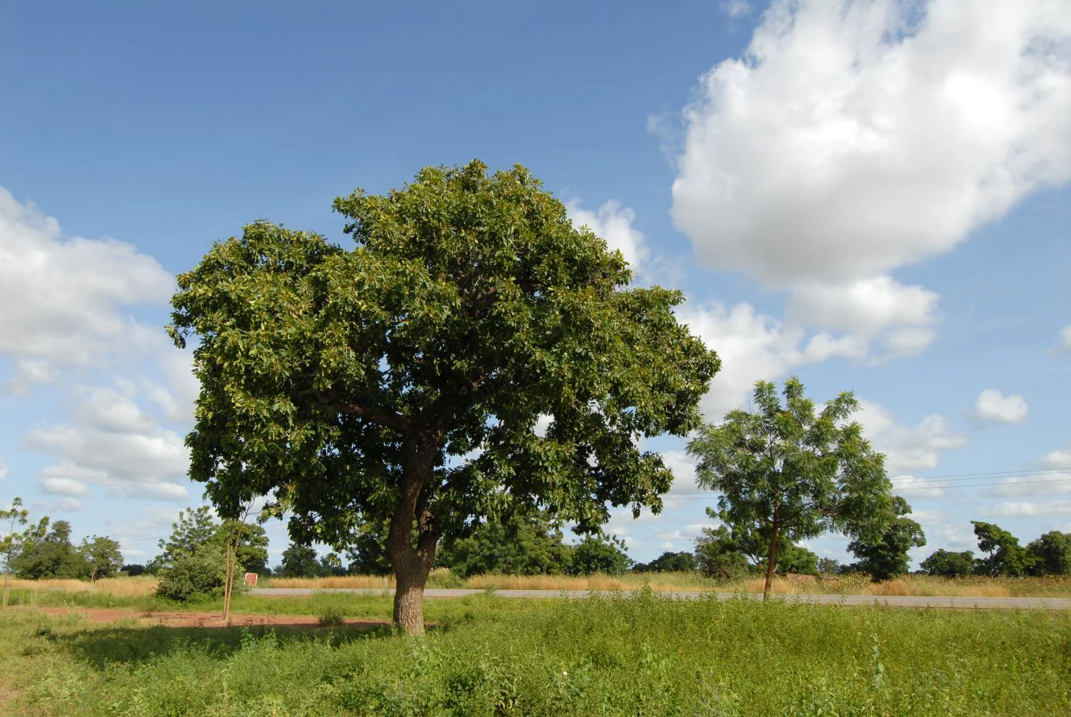 Noyer en demi-tige (Juglans) - Image 4