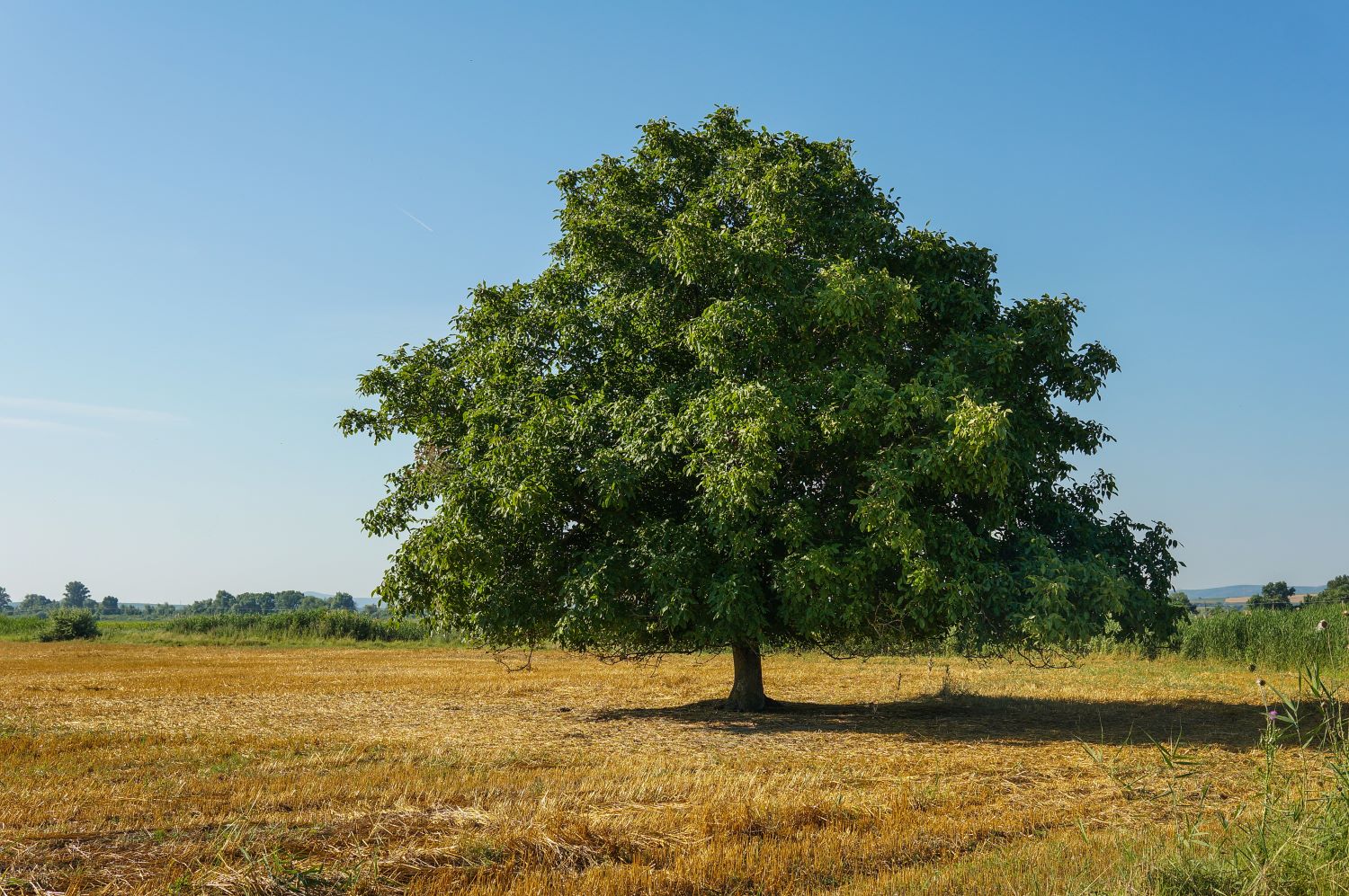 Noyer en demi-tige (Juglans) - Image 5