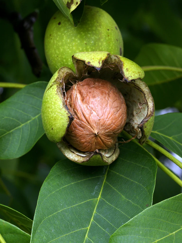 Noyer en demi-tige (Juglans) - Image 6