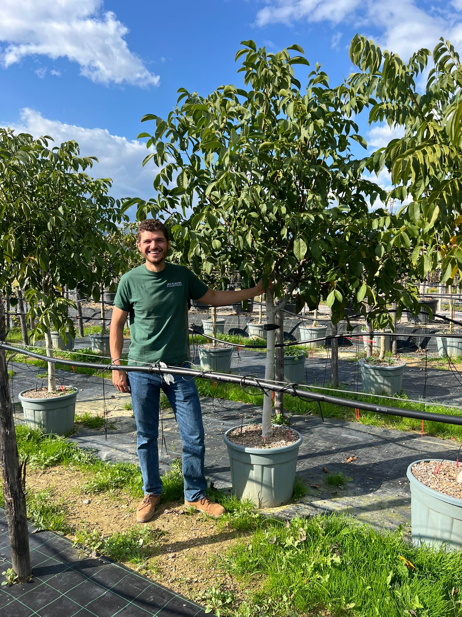 Noyer en demi-tige (Juglans) - Image 7