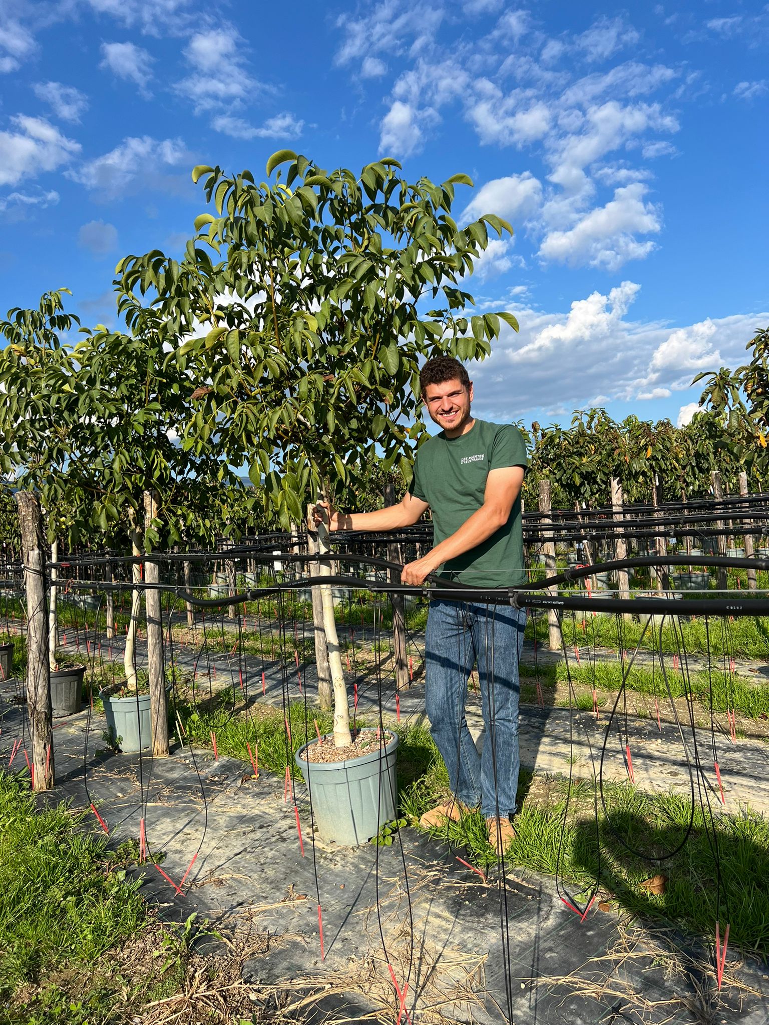 Noyer en demi-tige (Juglans) - Image 8