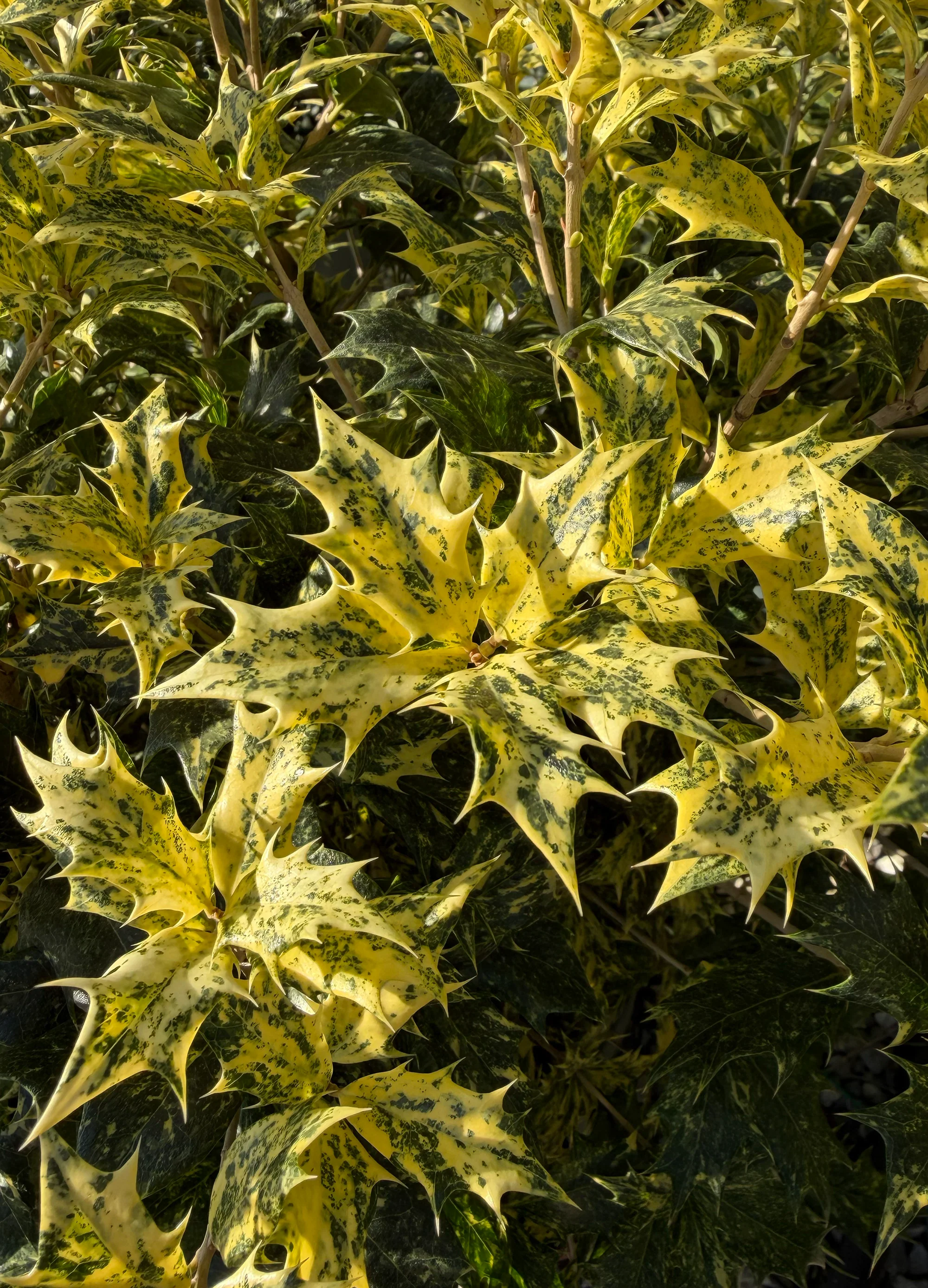 Osmanthe à feuilles de houx Tricolor (Osmanthus Heterophyllus Tricolor) - Image 2