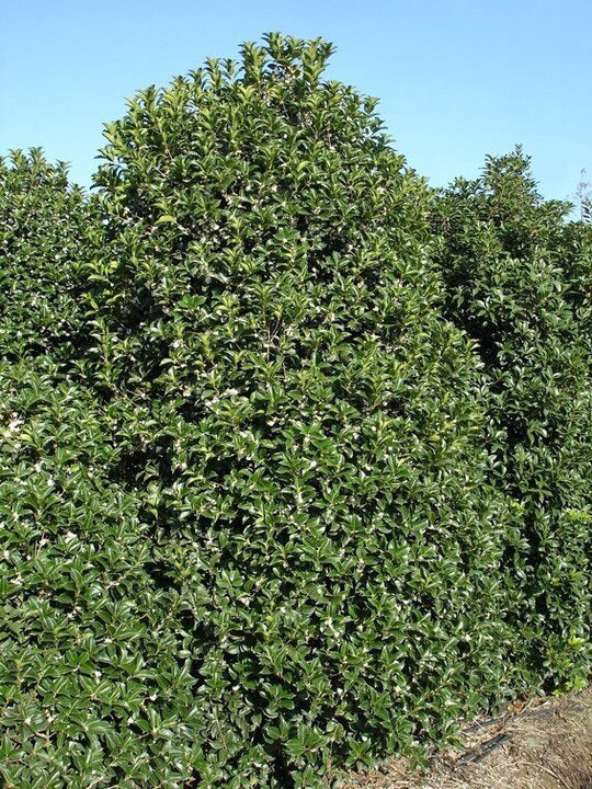 Osmanthe à feuilles de houx (Osmanthus Aquifolium) - Image 3