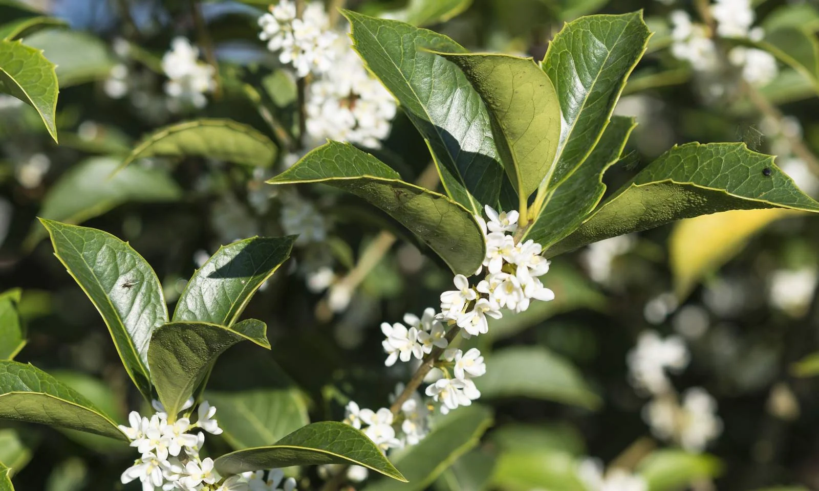 Osmanthe à feuilles de houx (Osmanthus Aquifolium) - Image 4