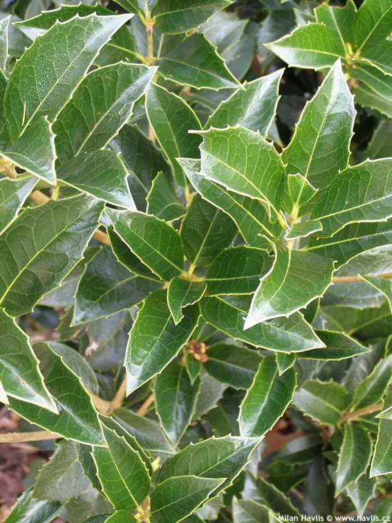 Osmanthe à feuilles de houx (Osmanthus Aquifolium) - Image 5