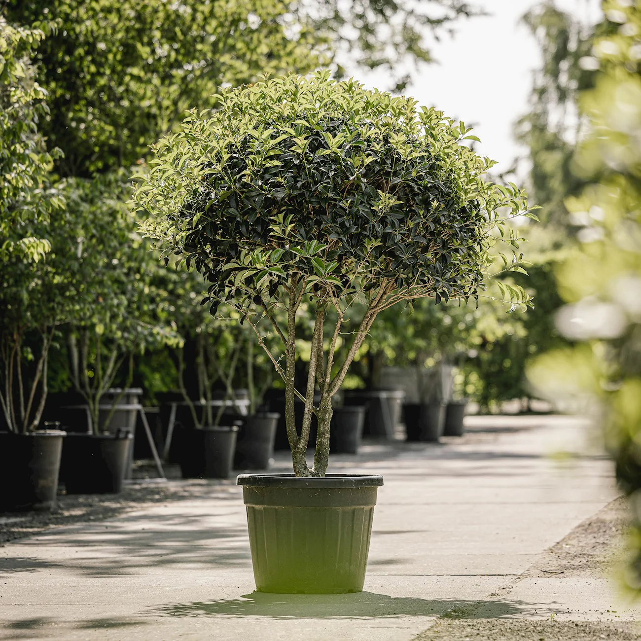 Osmanthe à feuilles de houx (Osmanthus Aquifolium) - Image 6