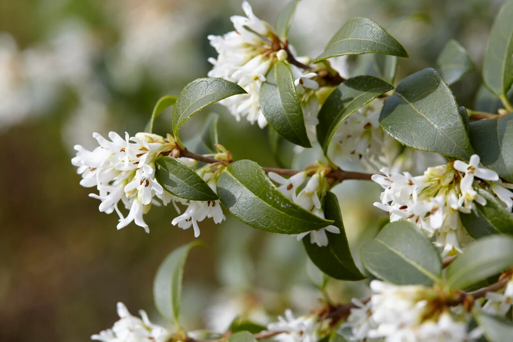 Osmanthe de Burkwood (Osmanthus Burkwoodii) - Image 4
