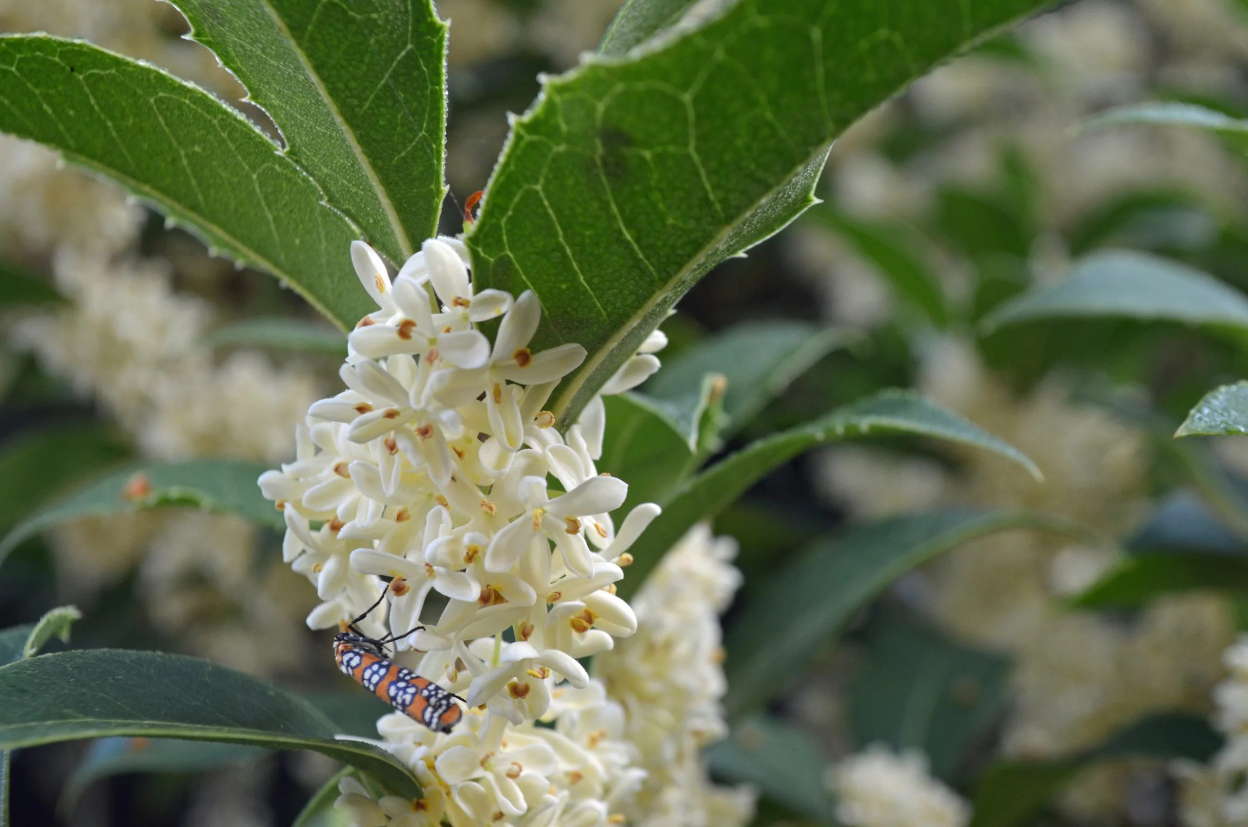 Osmanthe parfumé (Osmanthus Fragrans) - Image 4