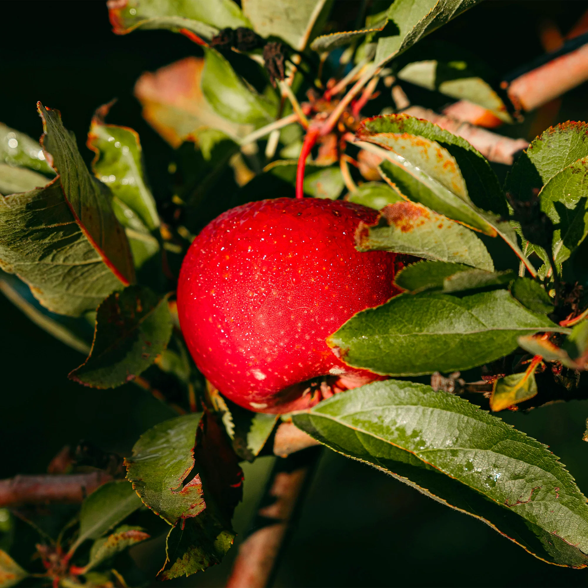 Palissade Pommier 'Gala' - Image 2