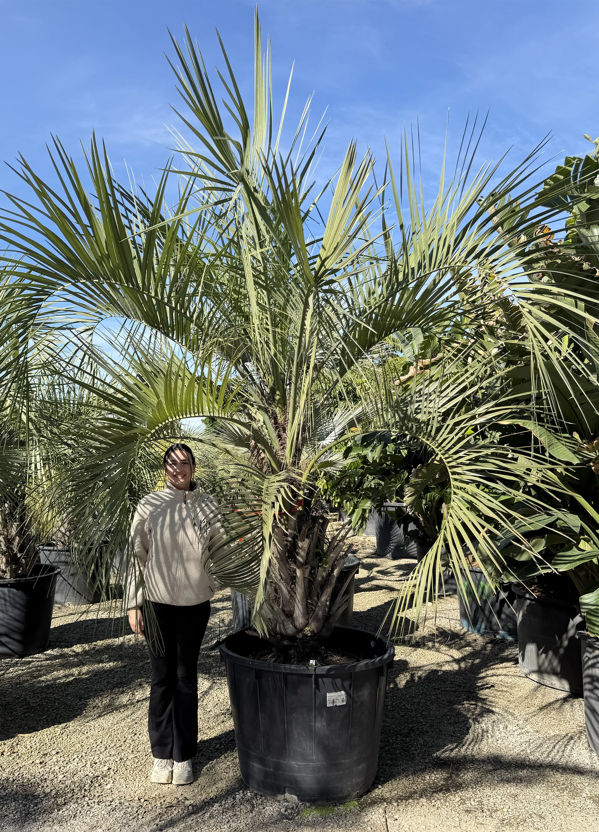 Palmier Abricotier (Butia Capitata) - Image 3