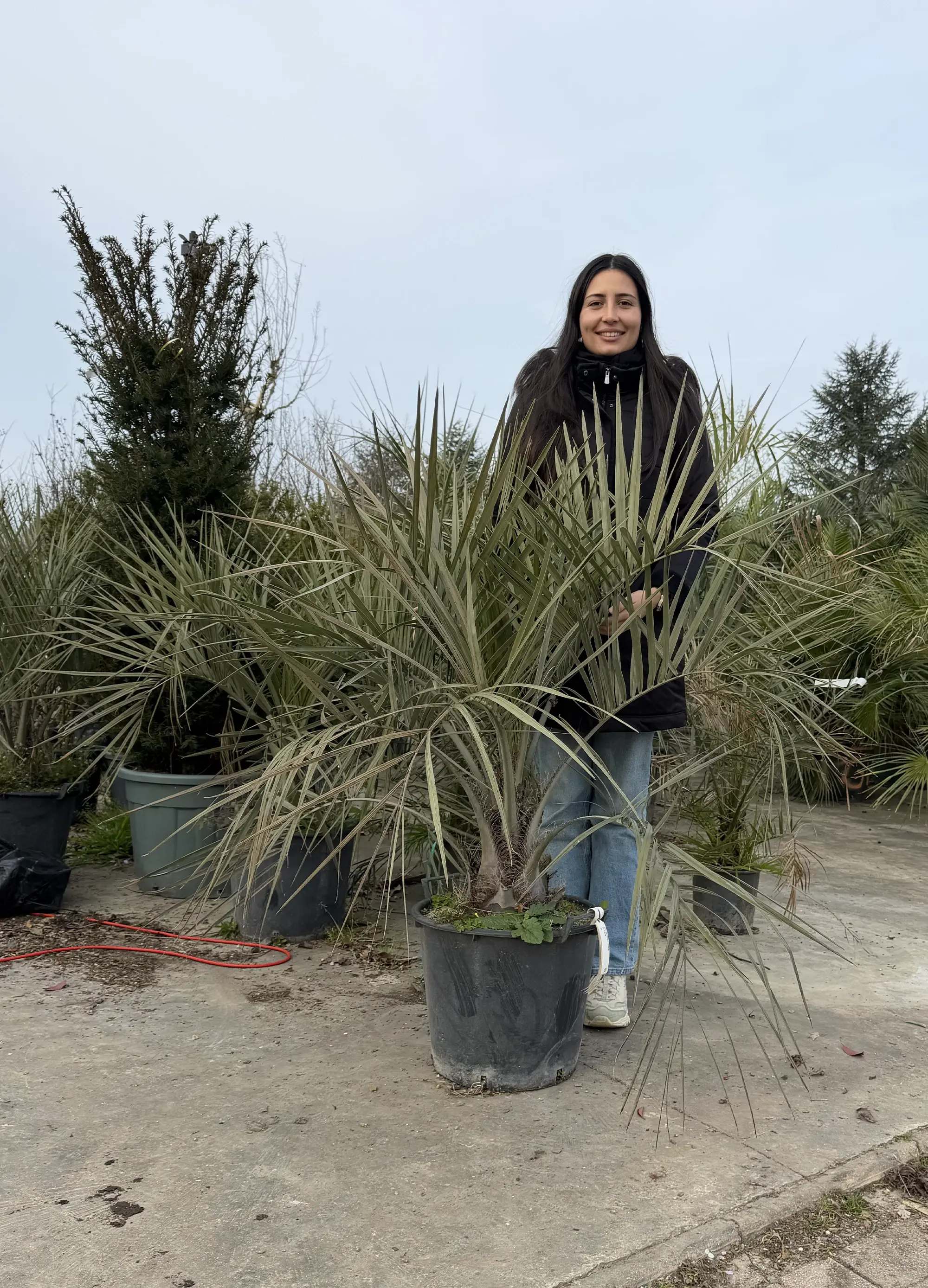 Palmier Abricotier (Butia Capitata) - Image 4