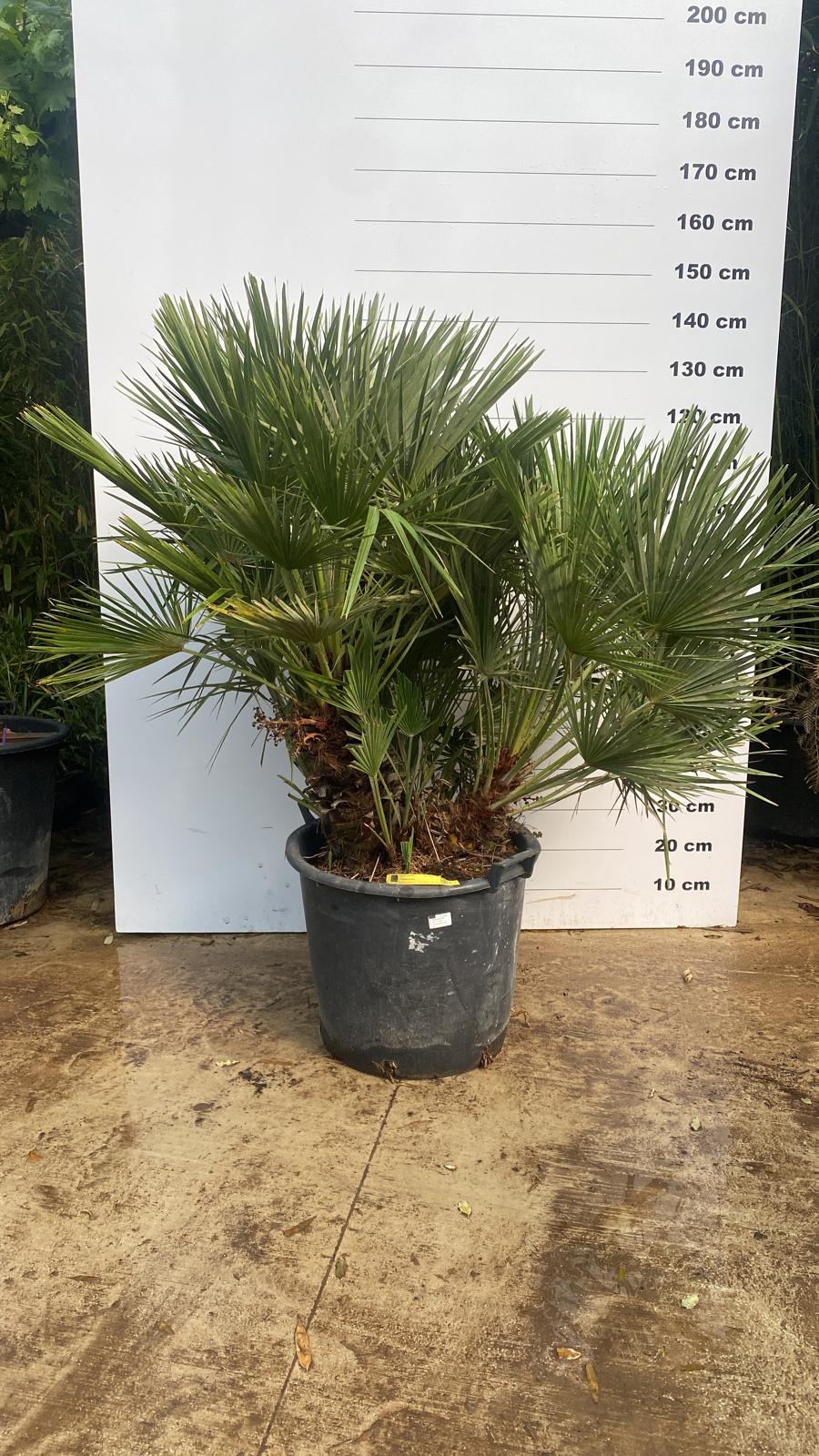Palmier de Méditerranée (Chamaerops Humilis) - Image 10