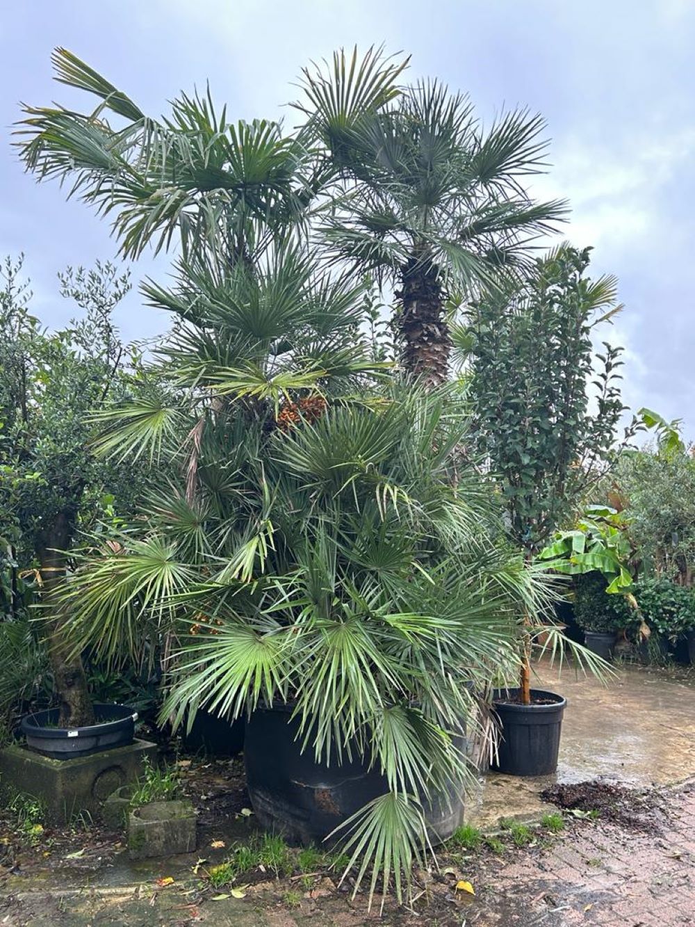 Palmier de Méditerranée (Chamaerops Humilis) - Image 7