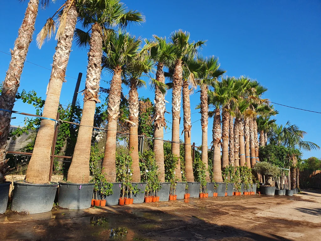 Palmier du Mexique à multitroncs (Washingtonia) - Image 3