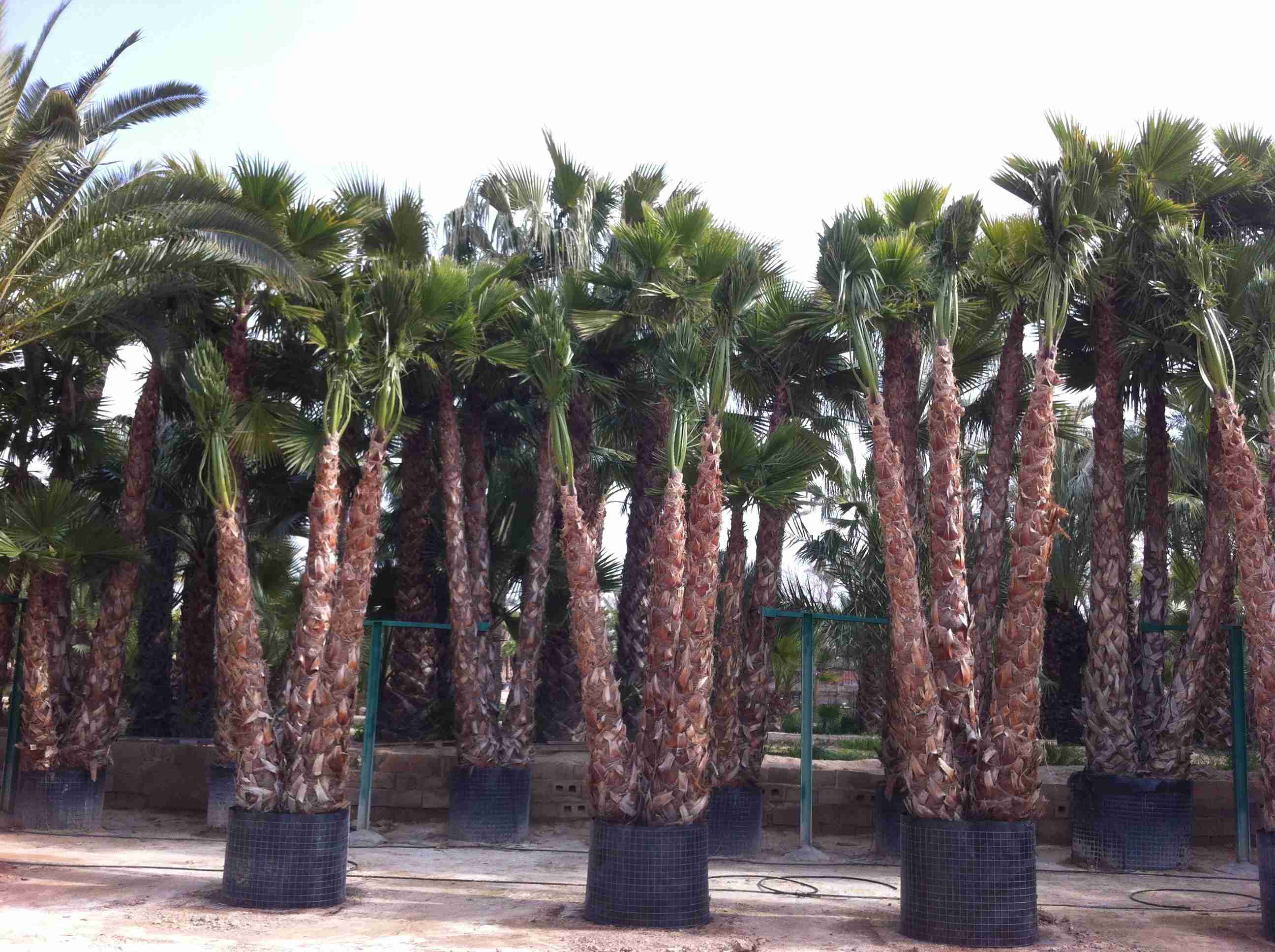 Palmier du Mexique à multitroncs (Washingtonia) - Image 4