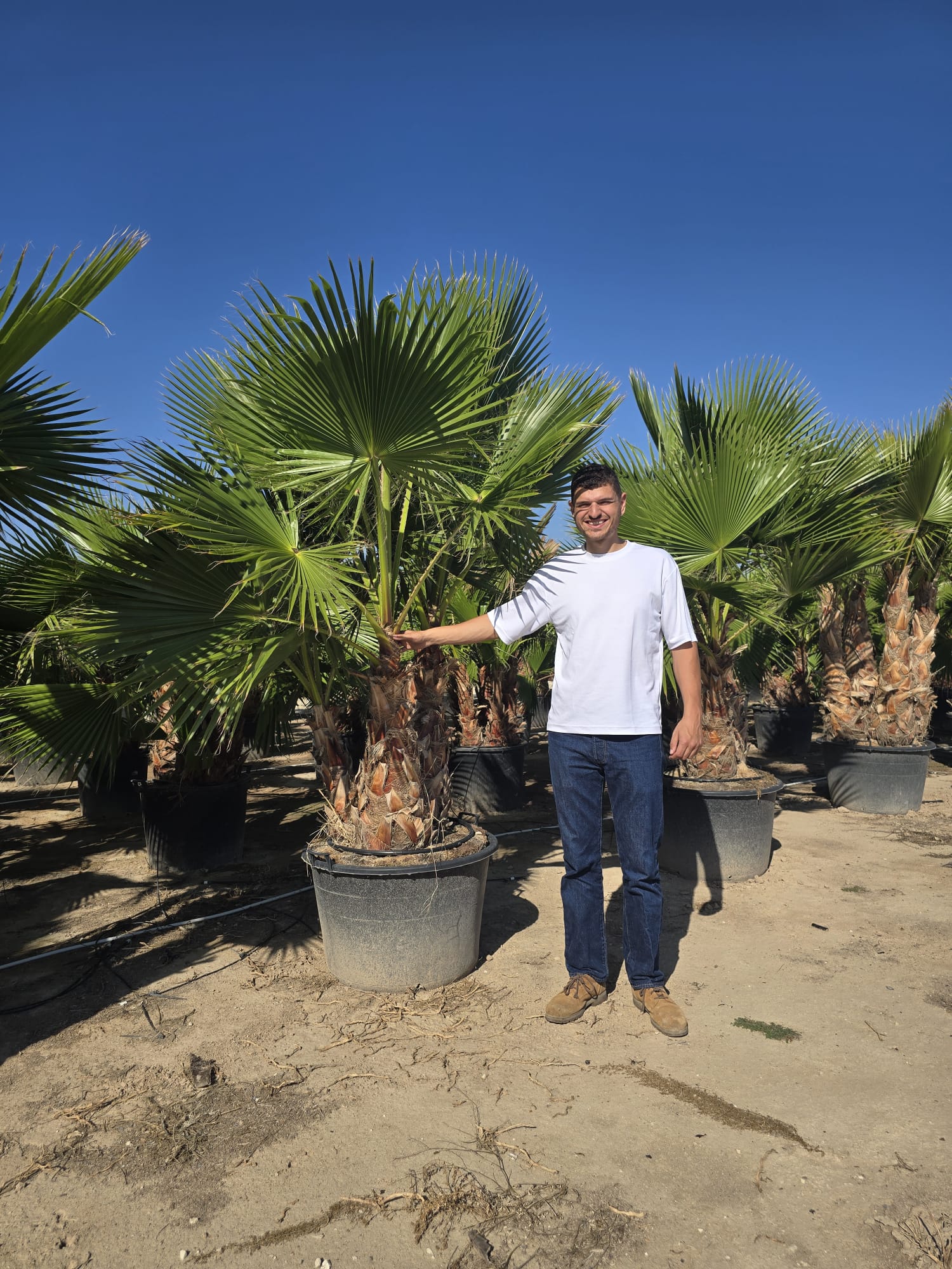 Palmier du Mexique à multitroncs (Washingtonia) - Image 8