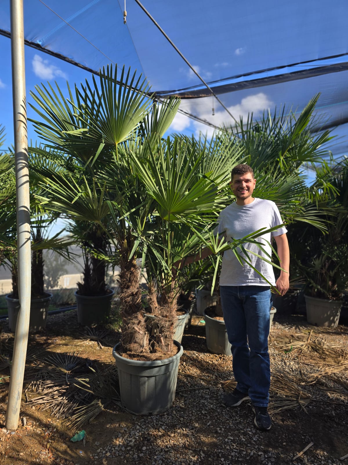 Dattier des Canaries (Palmier Phoenix Canariensis) - Image 12