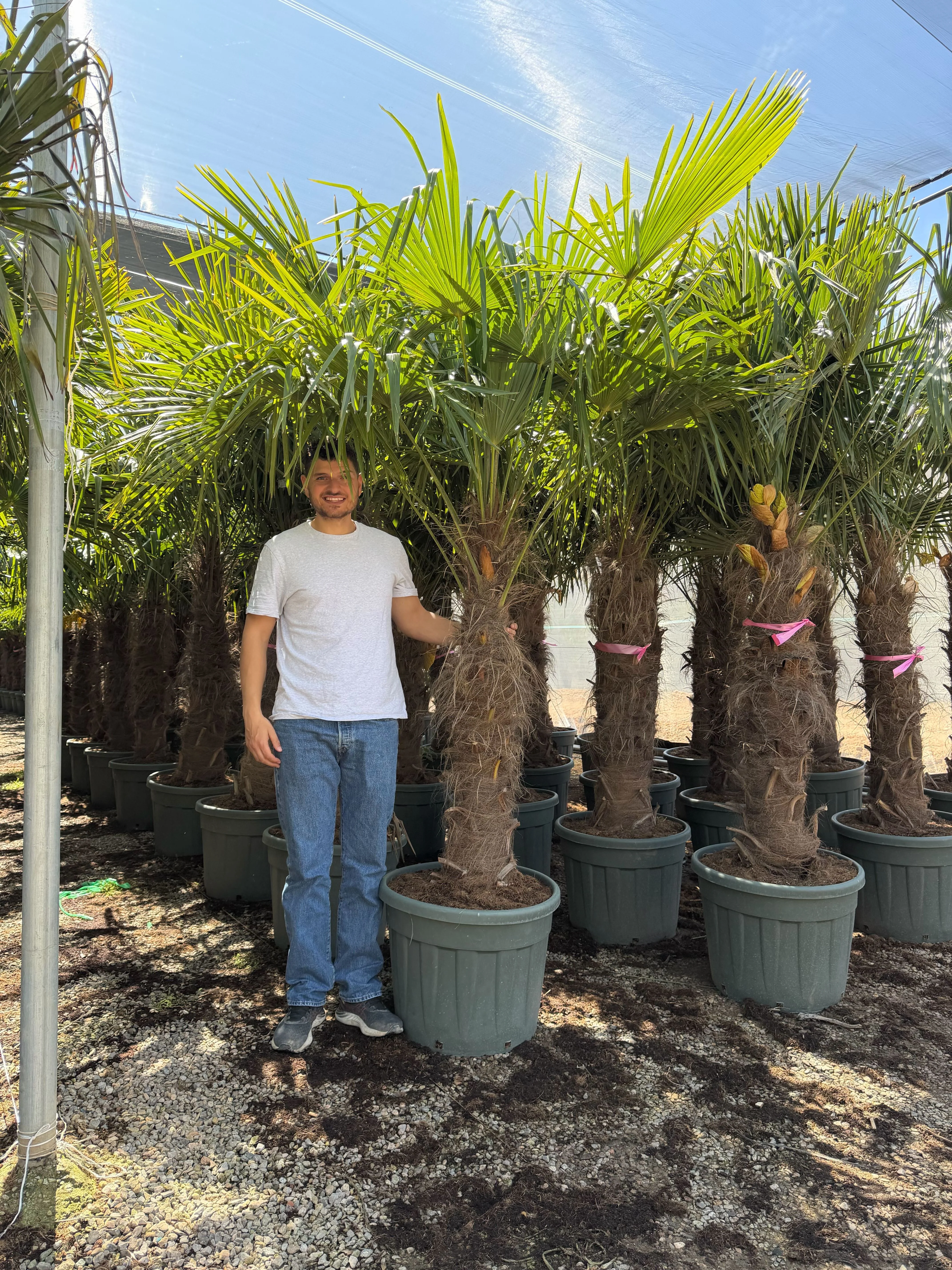 Palmier de Chine (Trachycarpus Fortunei) - Image 20