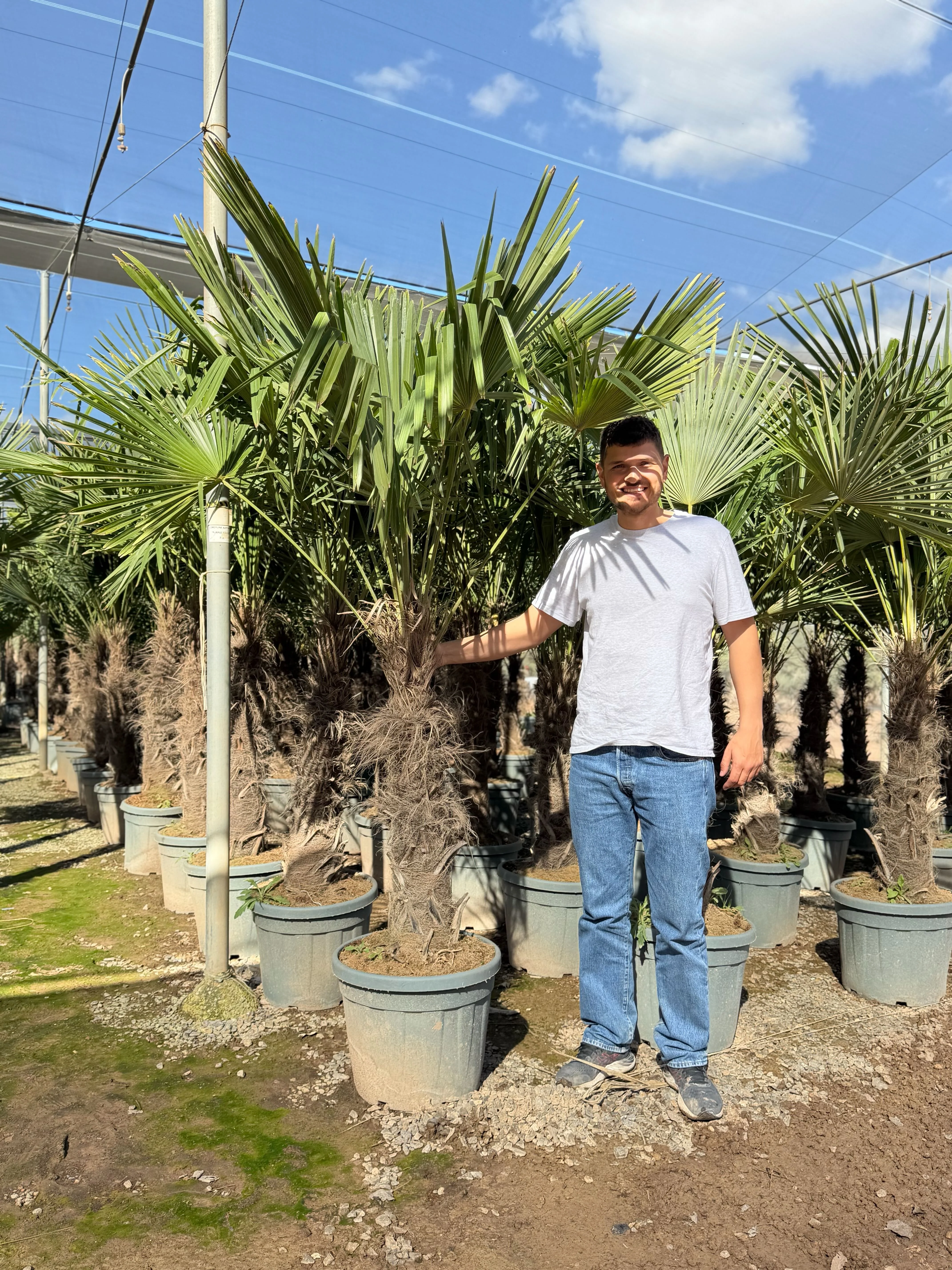 Palmier de Chine (Trachycarpus Fortunei) - Image 21