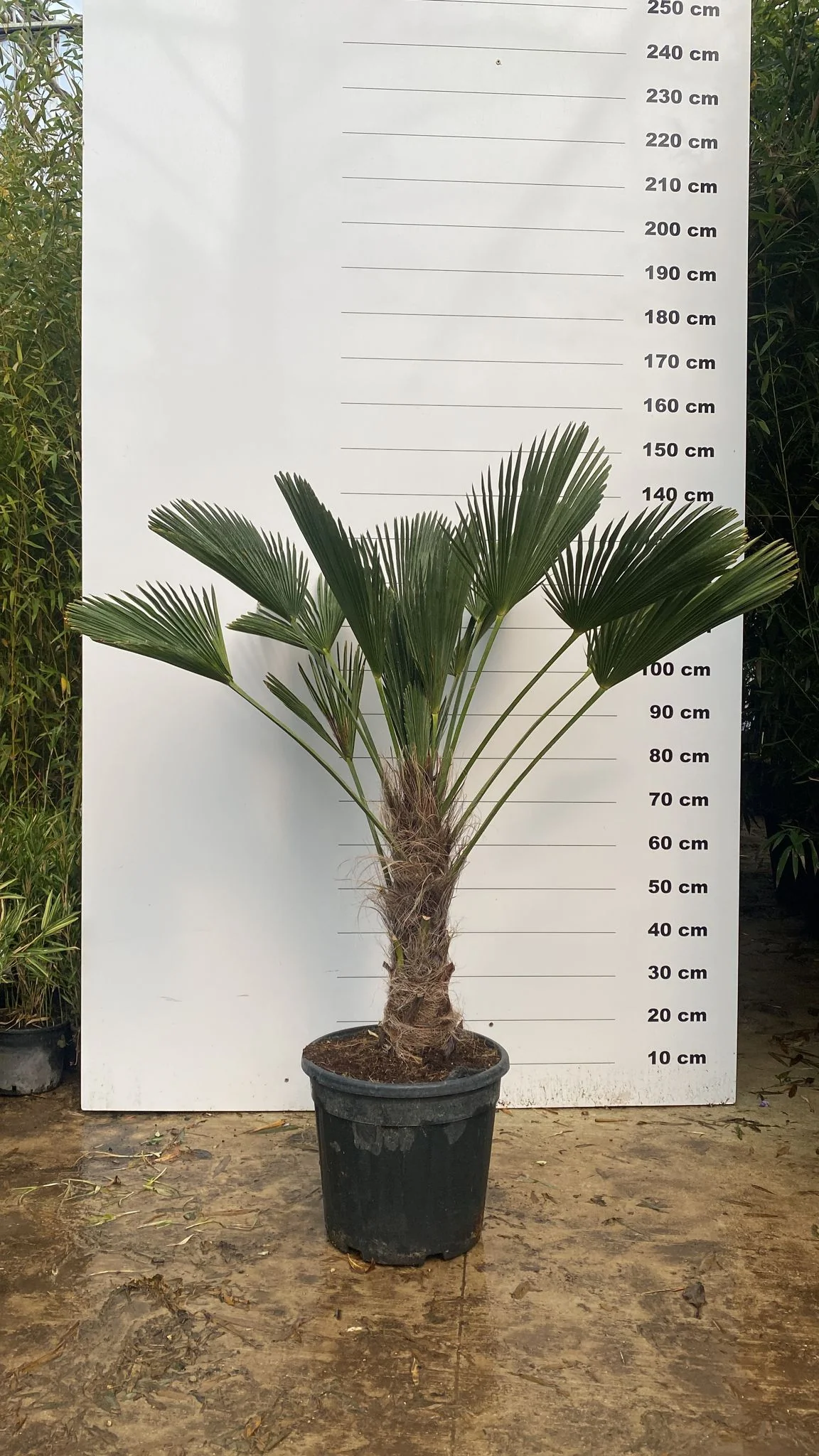 Palmier de Chusan (Trachycarpus Wagnerianus) - Image 5