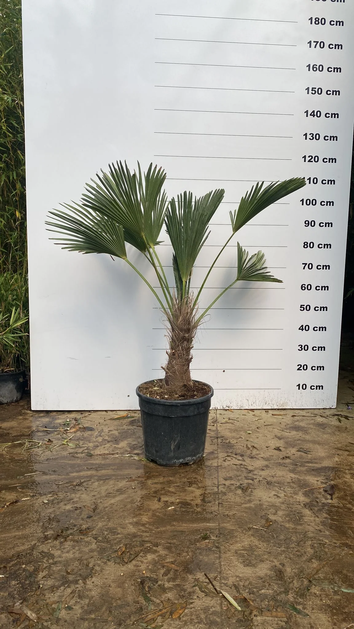 Palmier de Chusan (Trachycarpus Wagnerianus) - Image 6