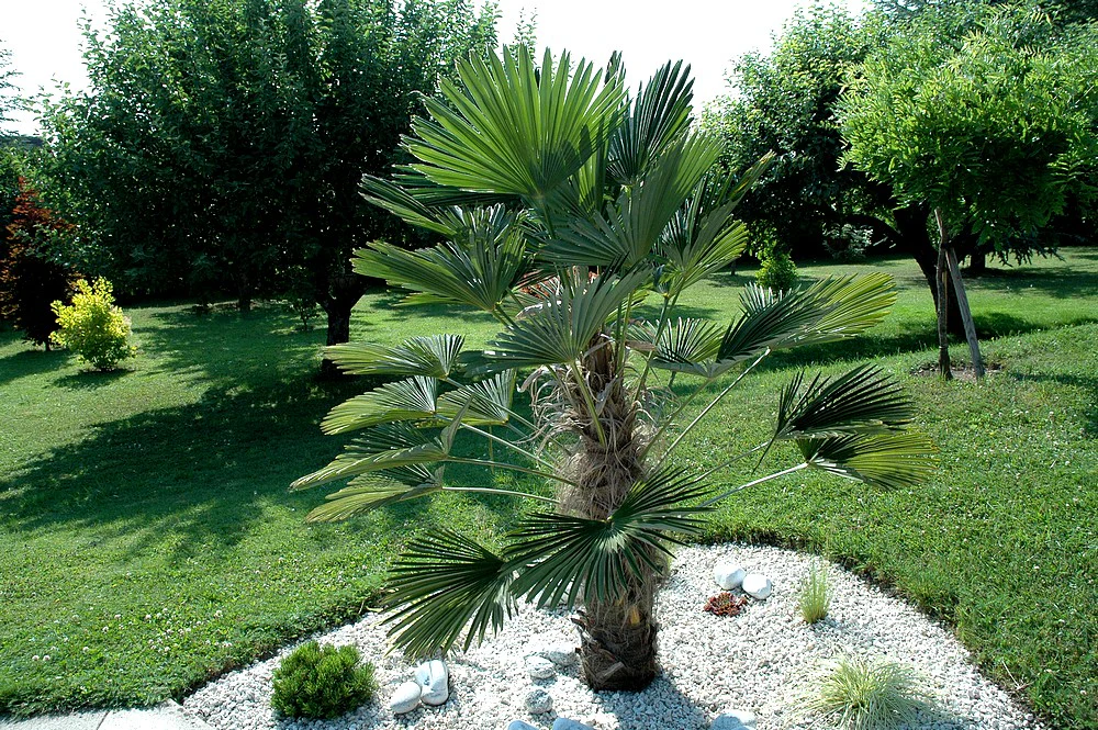 Palmier de Chusan (Trachycarpus Wagnerianus) - Image 7