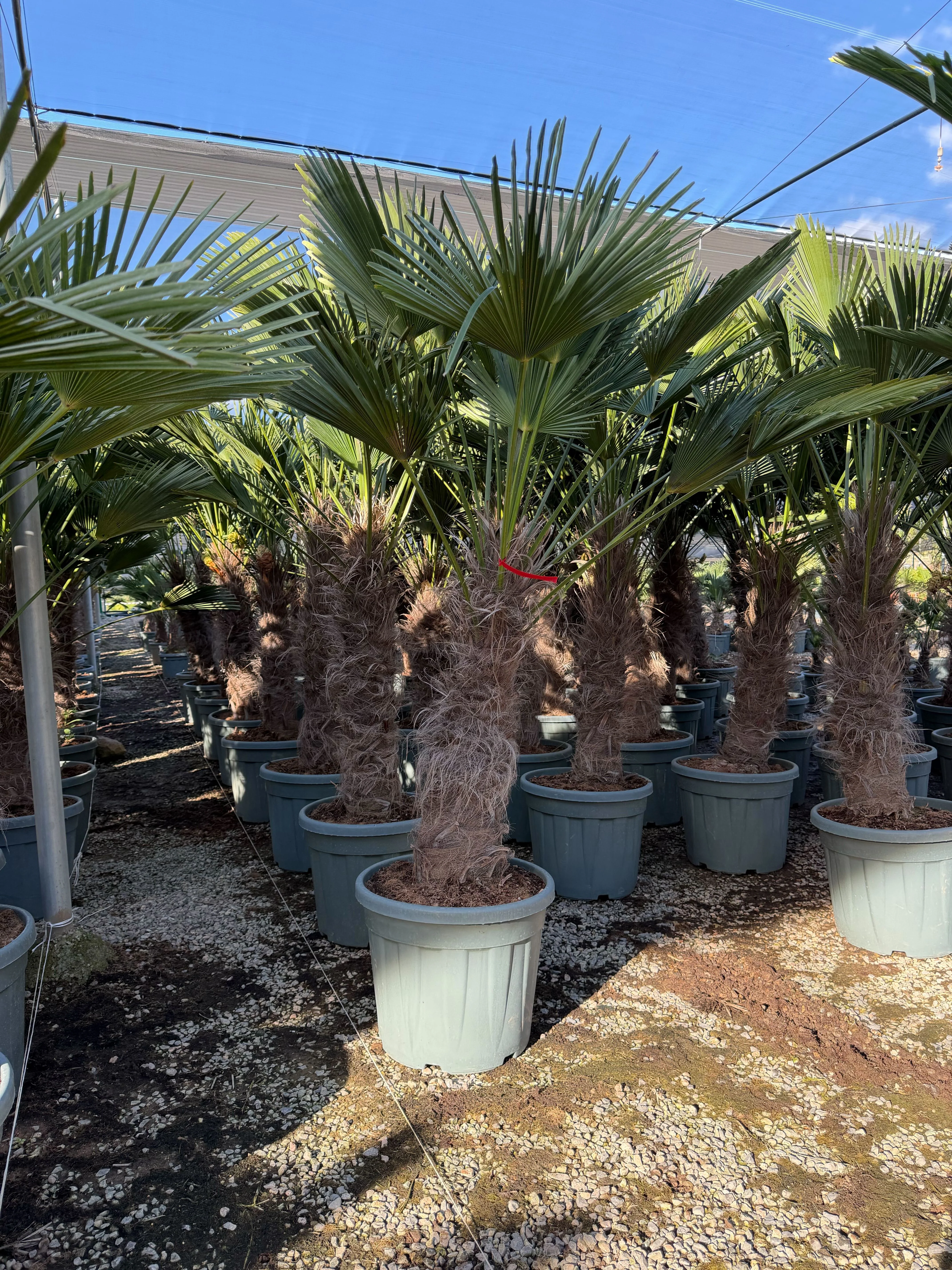 Palmier de Chusan (Trachycarpus Wagnerianus) - Image 8
