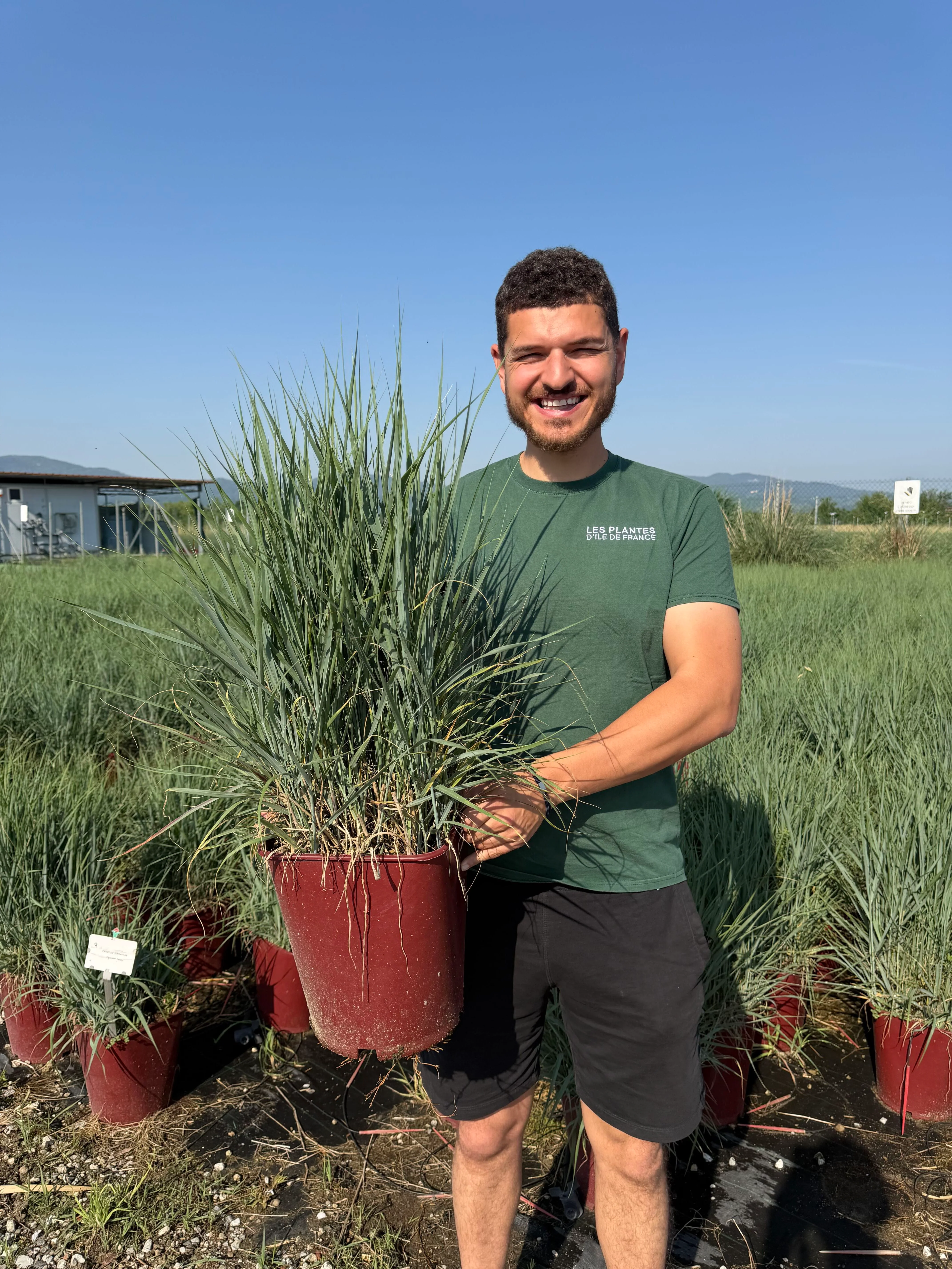 Panicum Virgatum Prairie Sky - Image 3