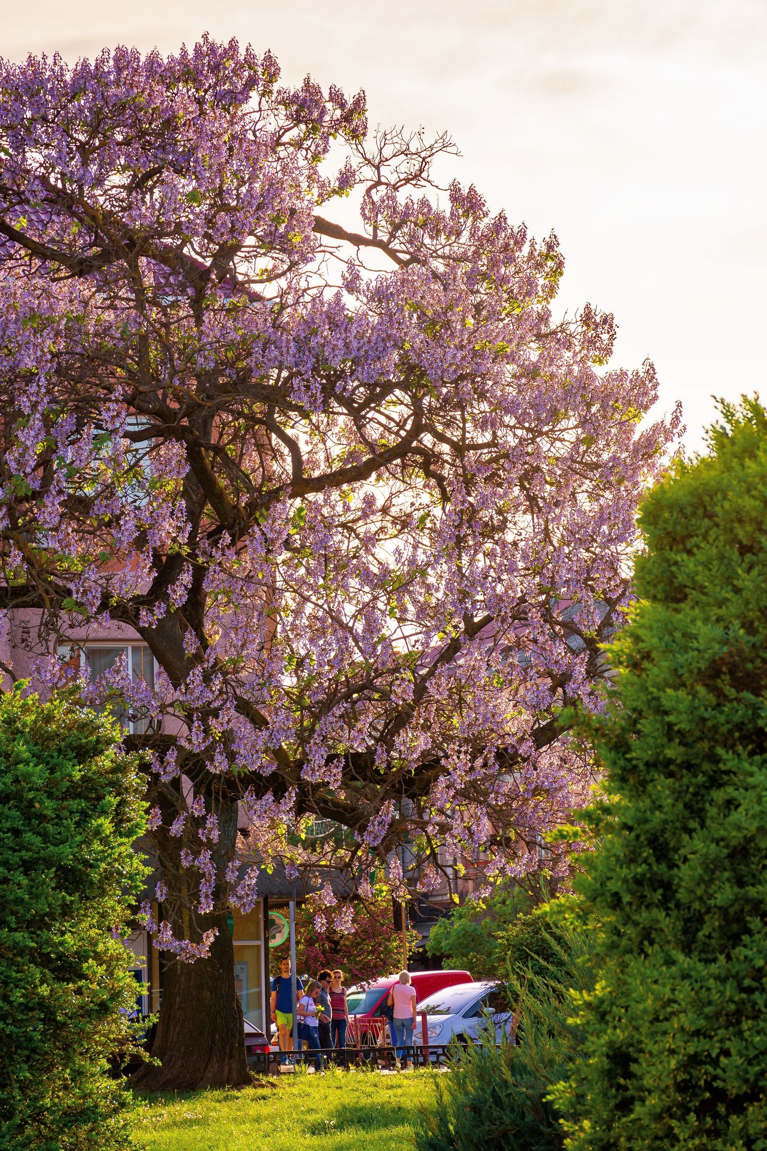 Arbre impérial (Paulownia) - Image 2