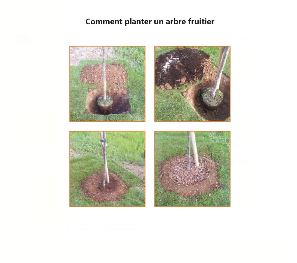 Pêcher (Prunus persica) - Image 4