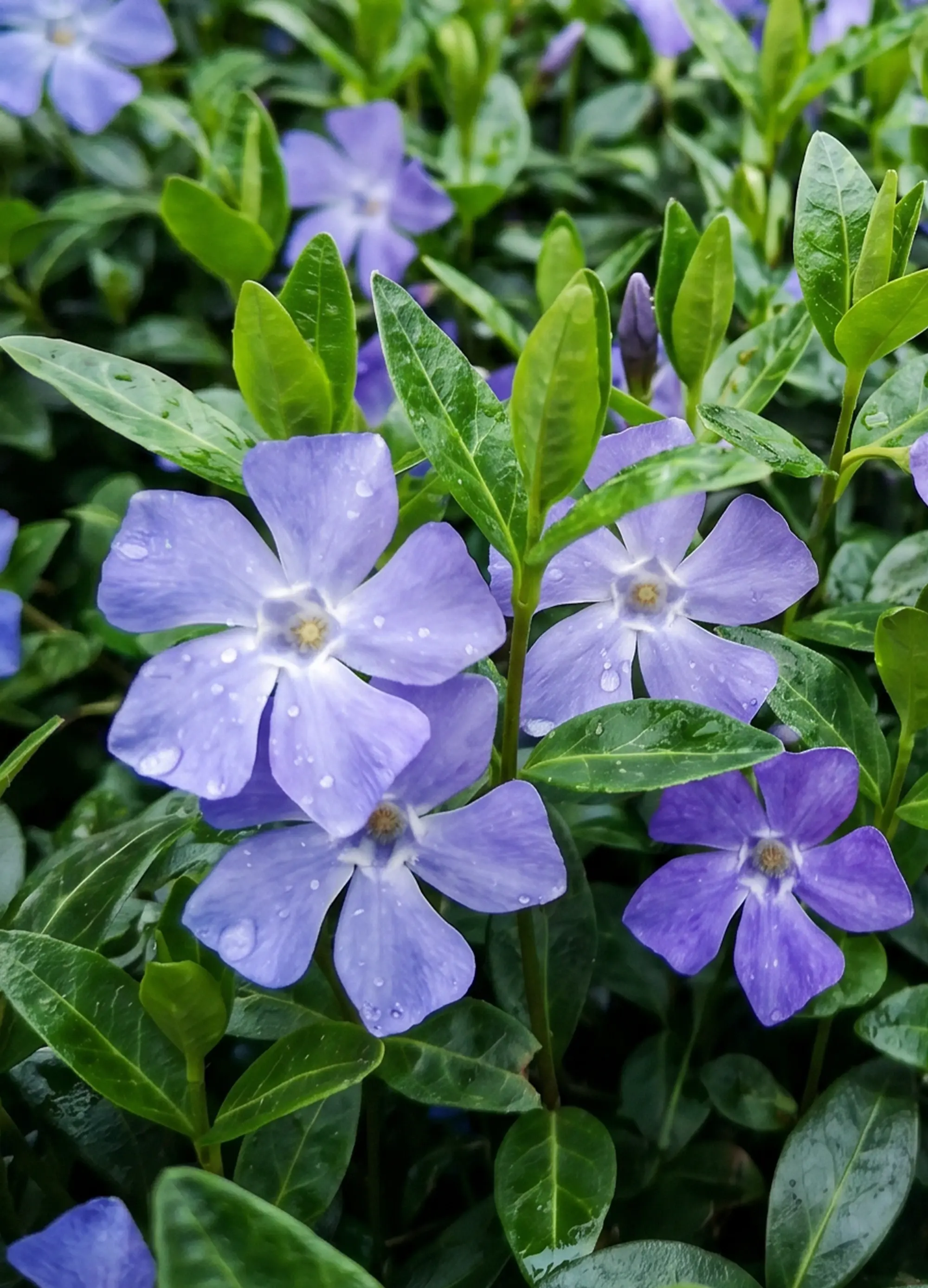 Pervenche (Vinca) - Image 2