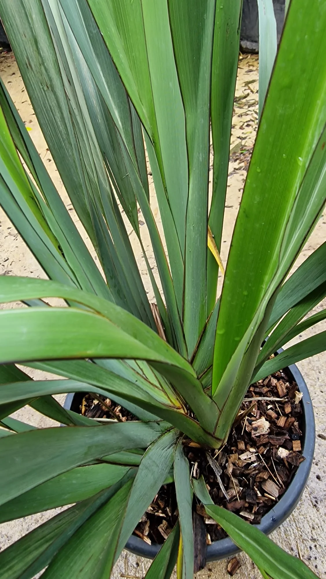 Phormium (Lin de Nouvelle-Zélande) - Image 3