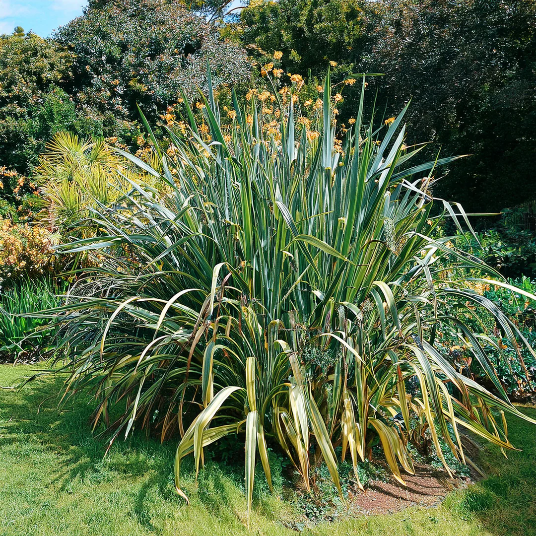 Phormium (Lin de Nouvelle-Zélande) - Image 4