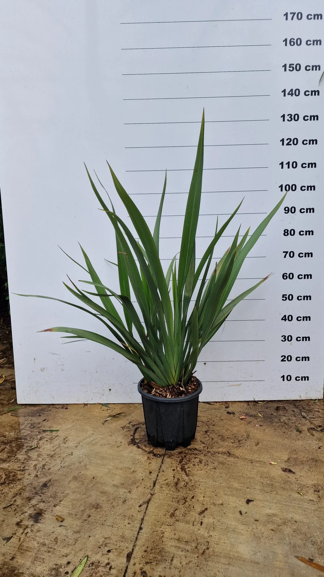 Phormium (Lin de Nouvelle-Zélande) - Image 5