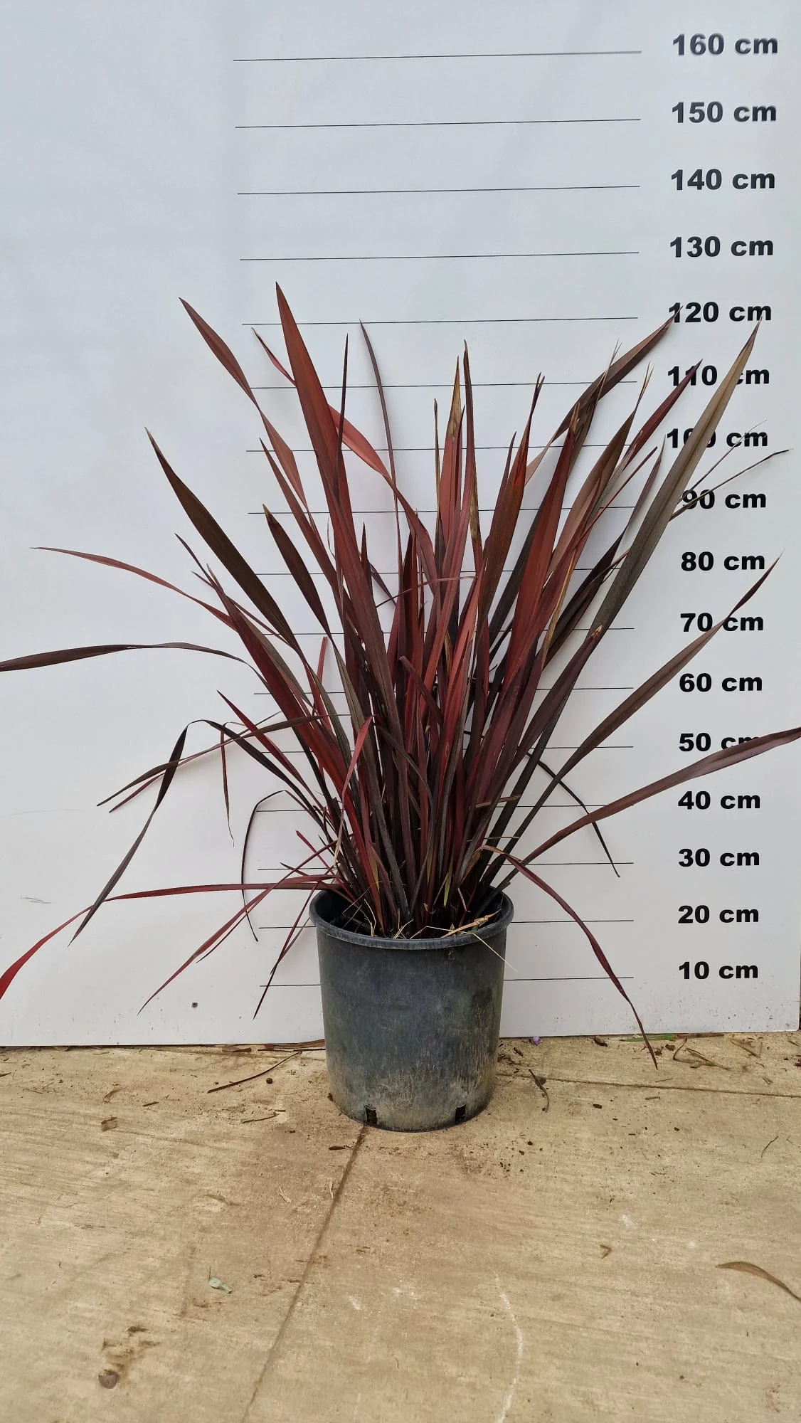 Phormium (Lin de Nouvelle-Zélande) - Image 6