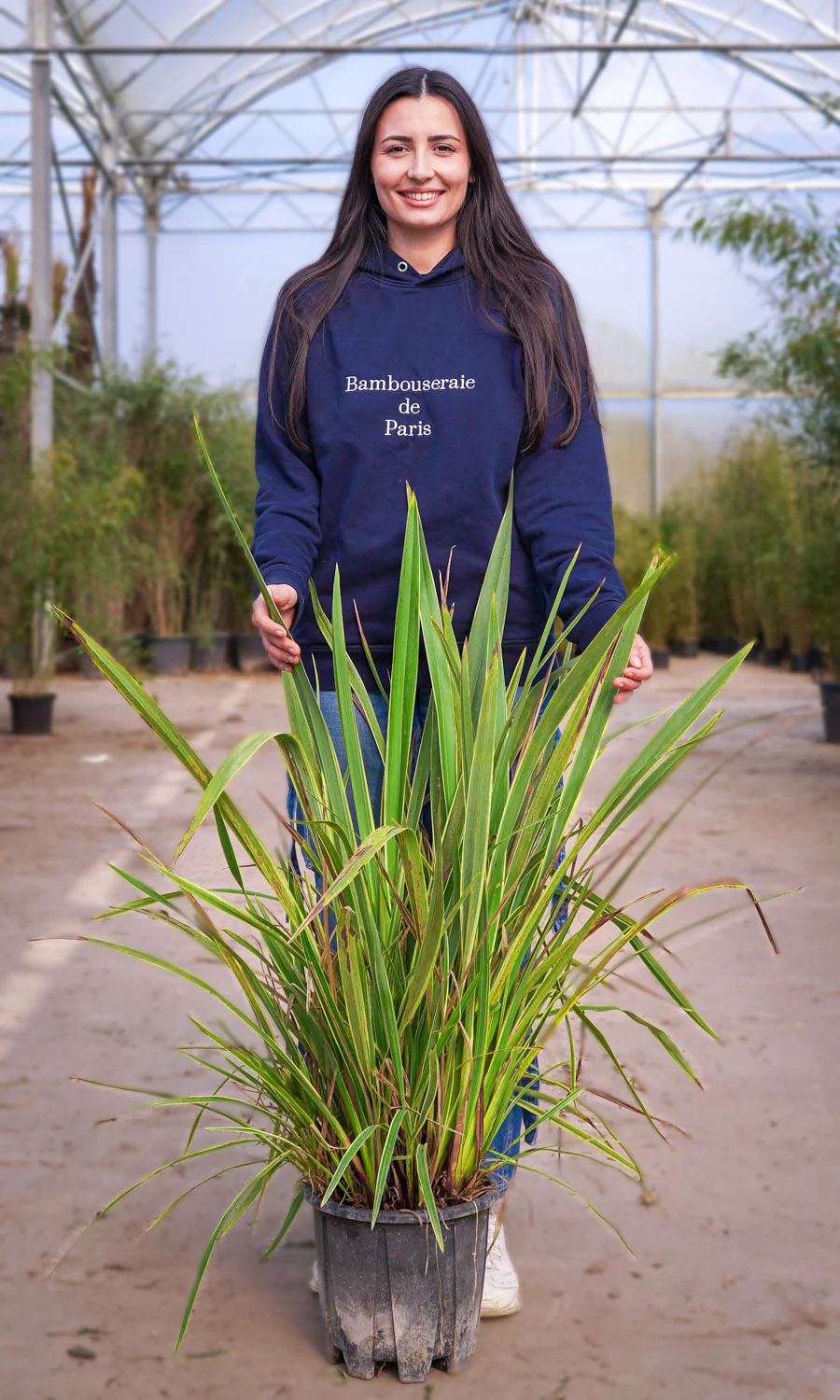 Phormium (Lin de Nouvelle-Zélande) - Image 7