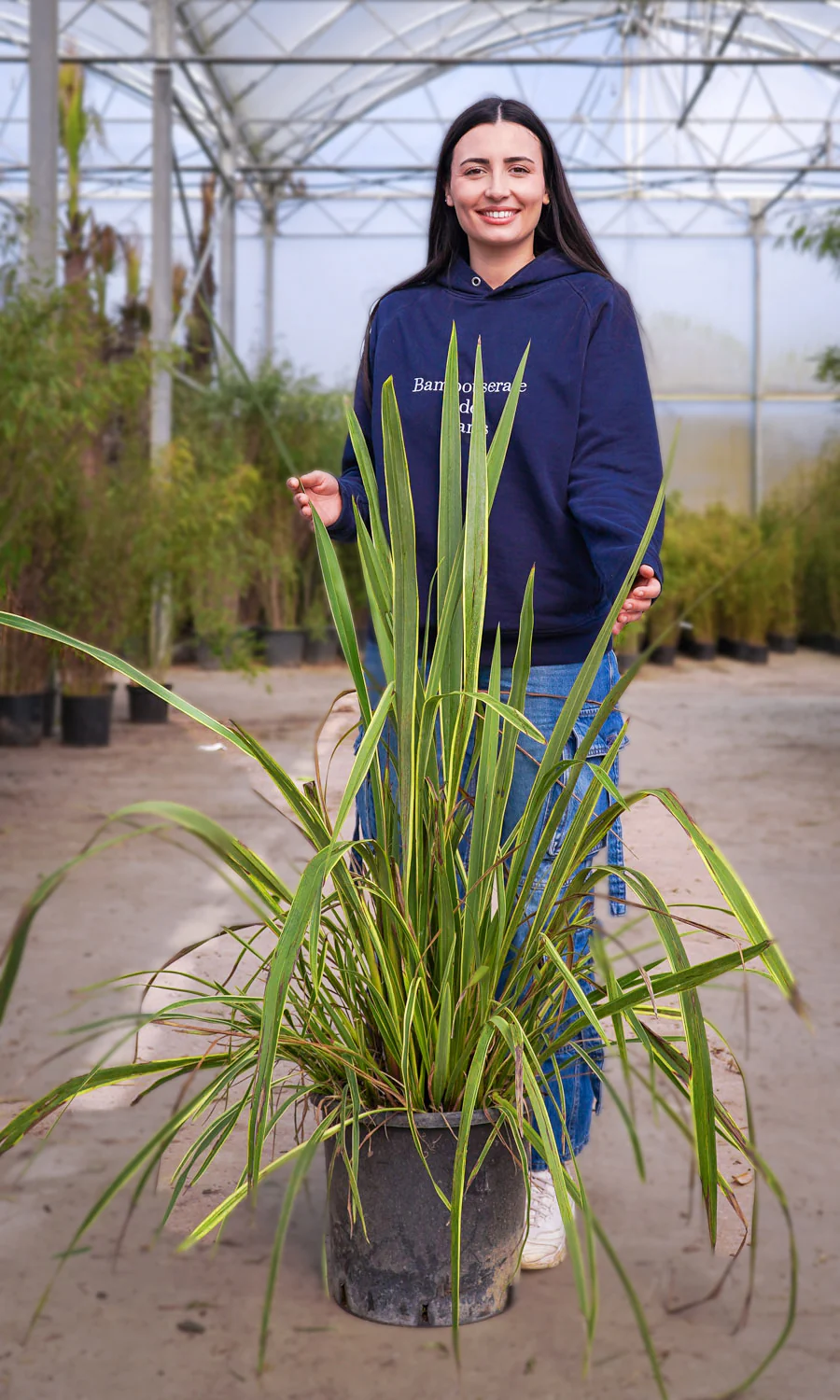Phormium (Lin de Nouvelle-Zélande) - Image 8