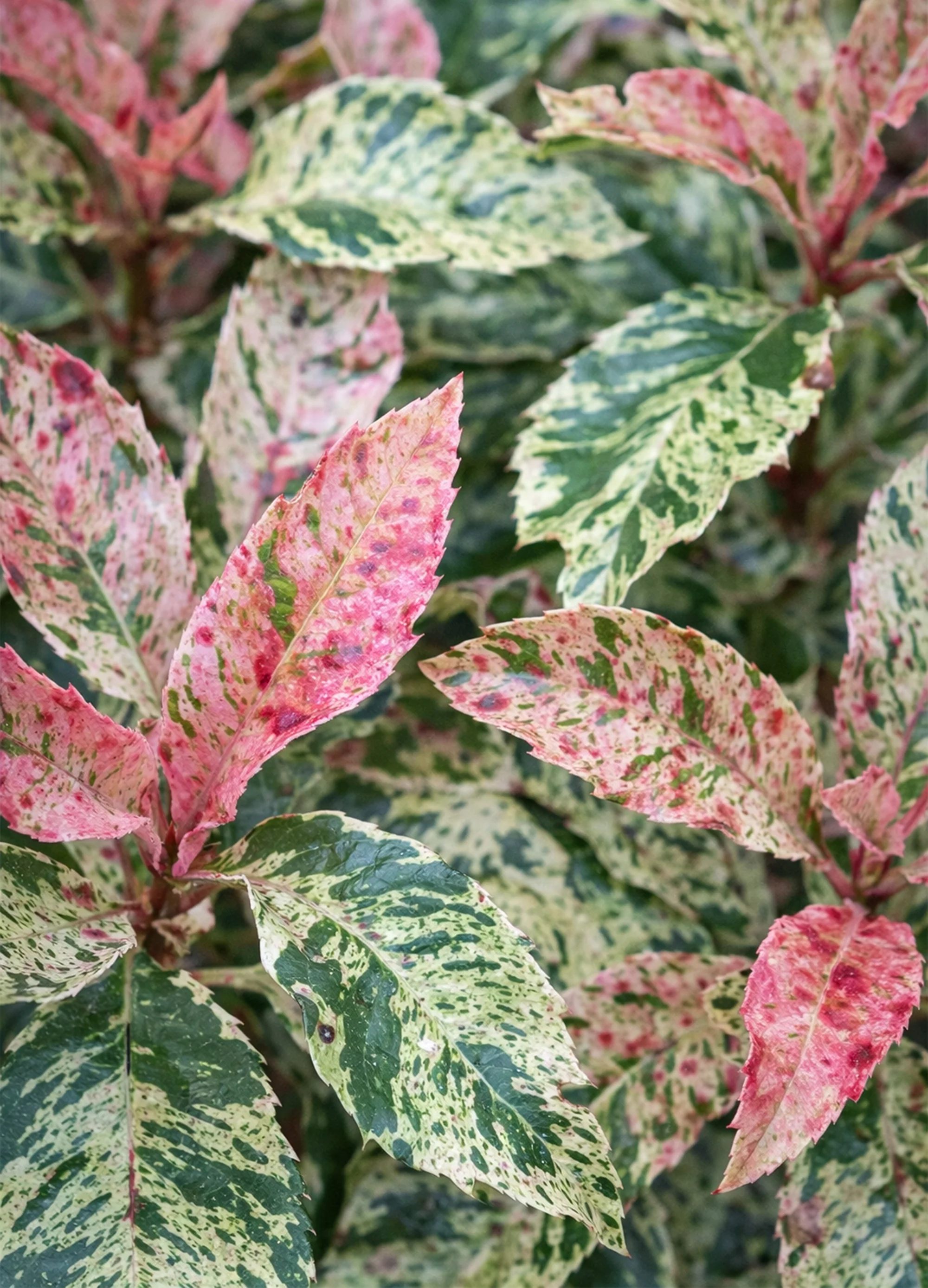 Photinia Pink Crispy - Image 2