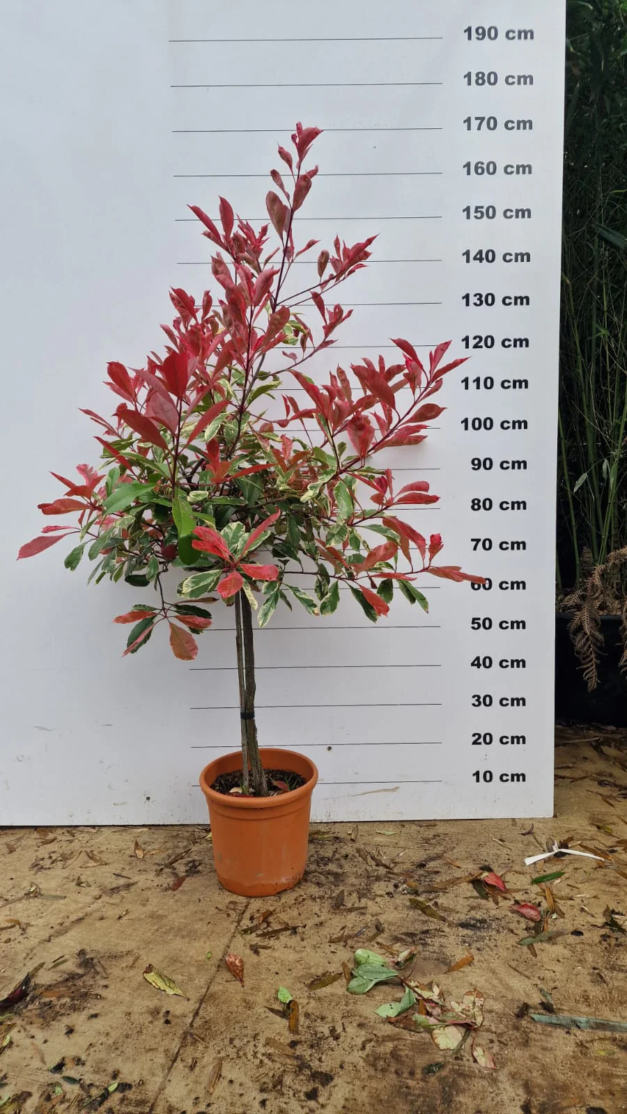 Photinia Pink Marble en tige - Image 4
