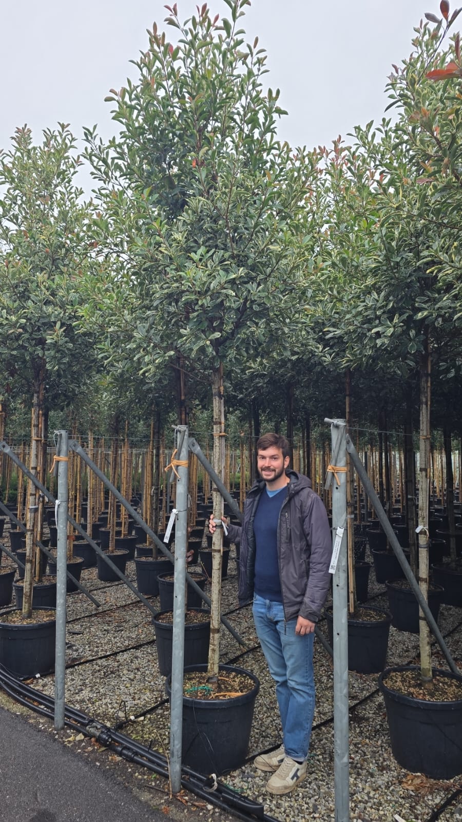 Photinia Pink Marble en tige - Image 5