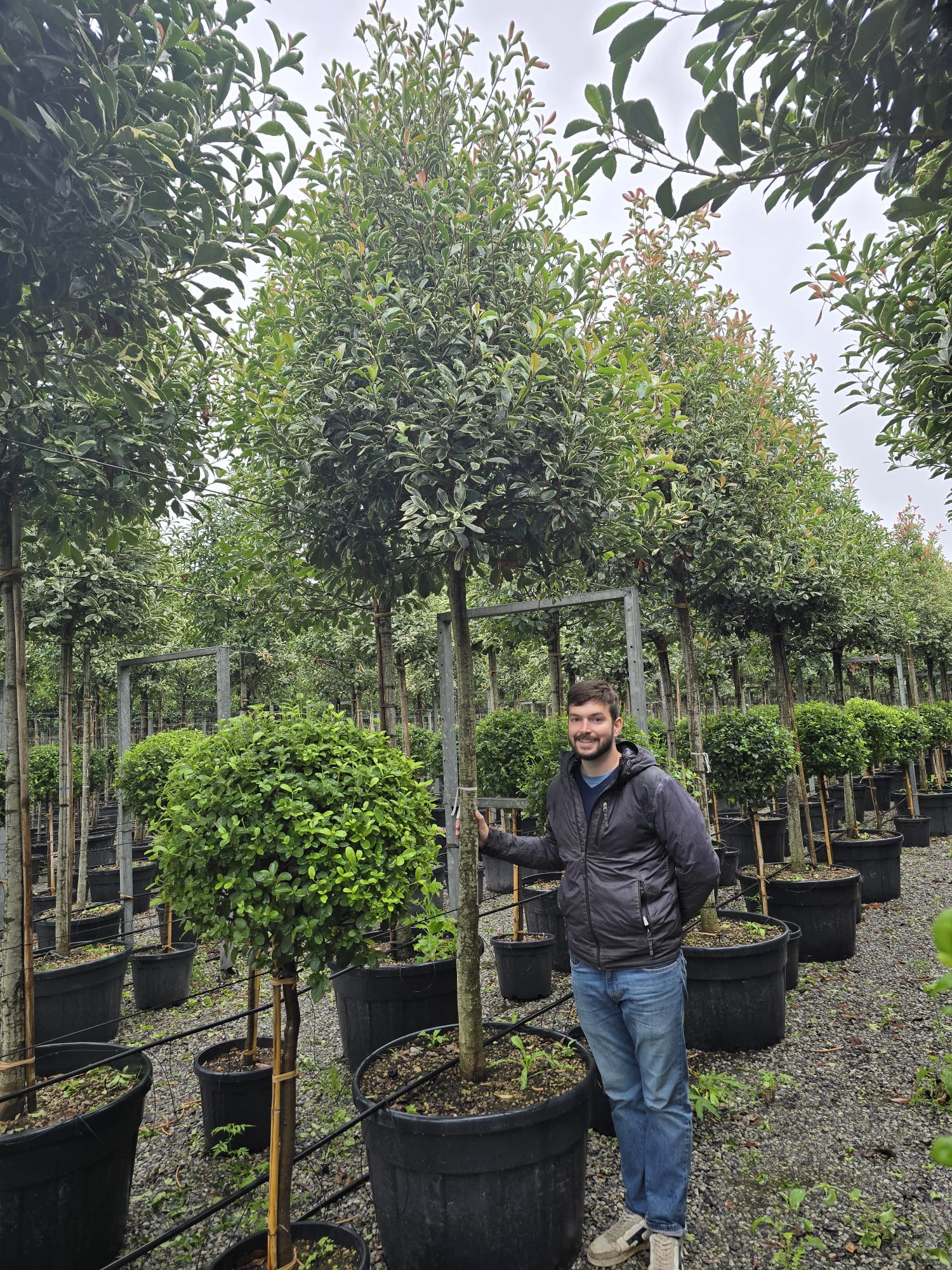 Photinia Pink Marble en tige - Image 6