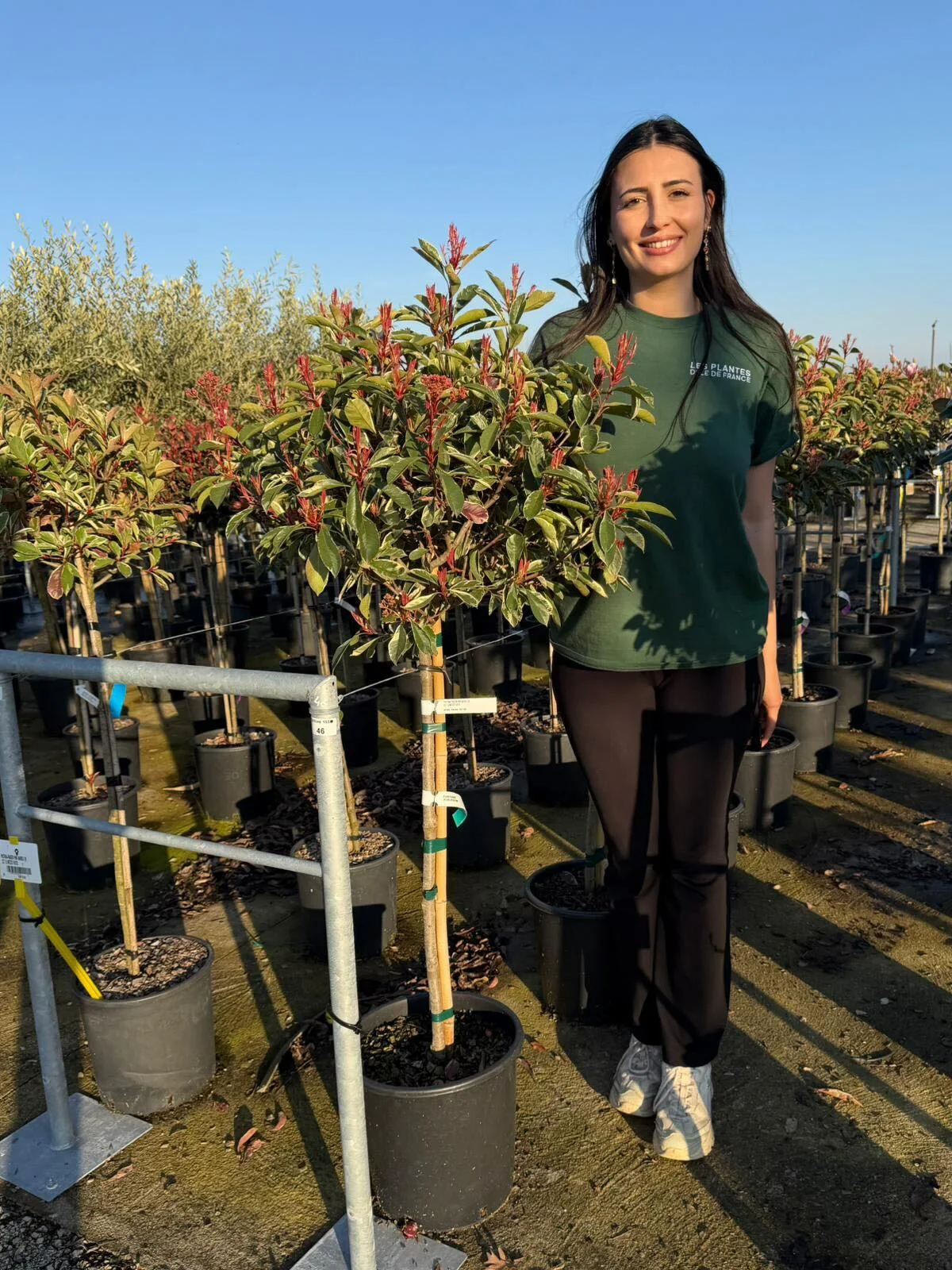 Photinia Pink Marble en mini-tige - Image 4