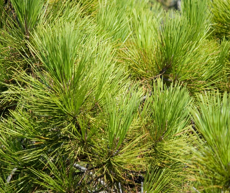Pin maritime (Pinus Pinaster) - Image 2