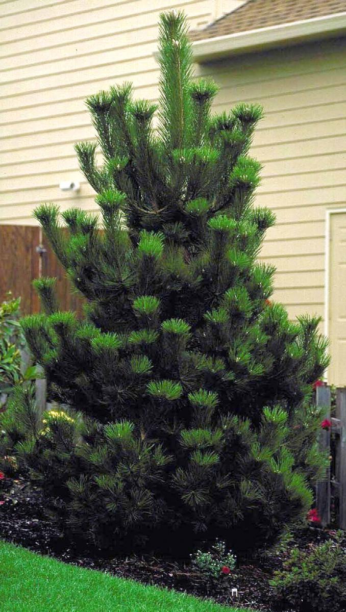 Pin noir (Pinus Nigra) - Image 10