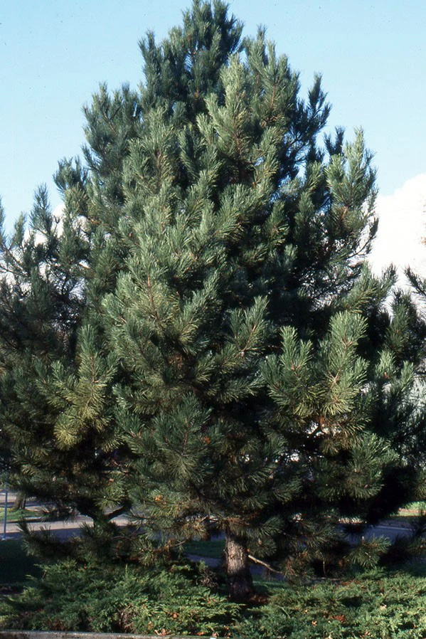 Pin noir (Pinus Nigra) - Image 11