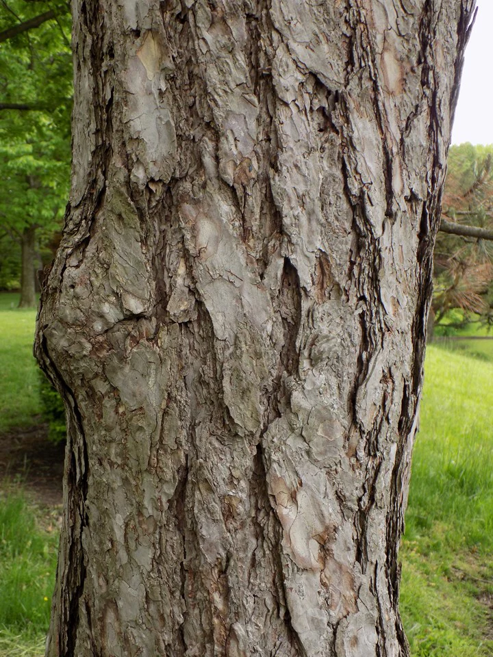 Pin noir (Pinus Nigra) - Image 12